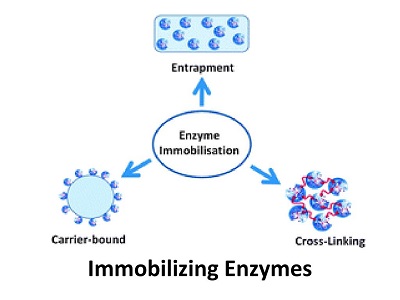 Was sind immobilisierte Enzymträger und ihre Anwendungen in Biotech?